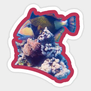 Triggerfish On A Coral | Red Sea Dive | Viva Magenta Background | Sticker